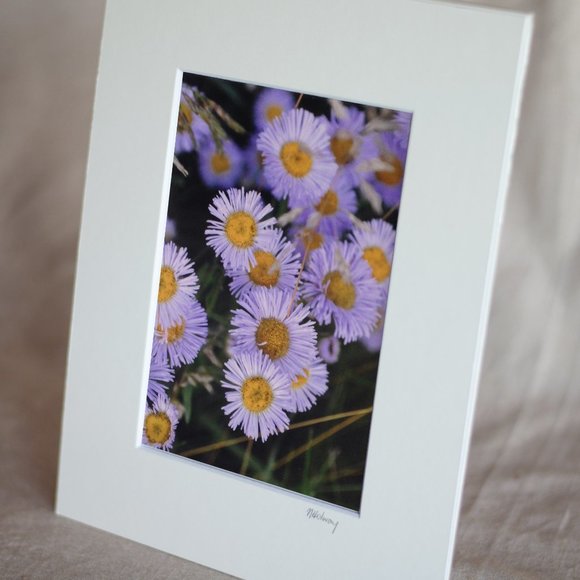 "Purple Fleabane" 5x7 Photography Print - Picture 2 of 3